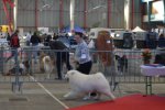 RCACIB Mâle Limoges 2016